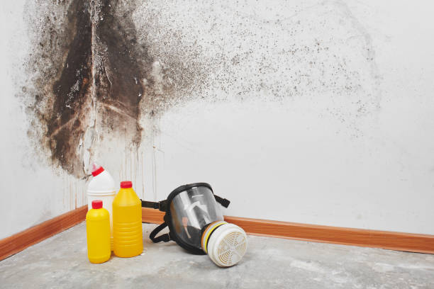 Best Industrial Mold Remediation in Brea, CA