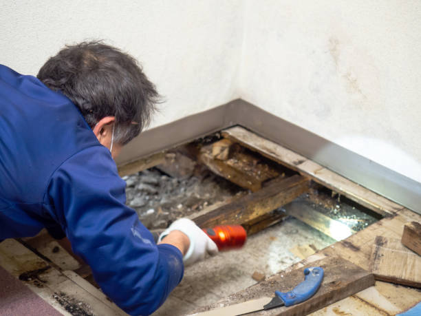 Best Mold Remediation for Schools in Brea, CA