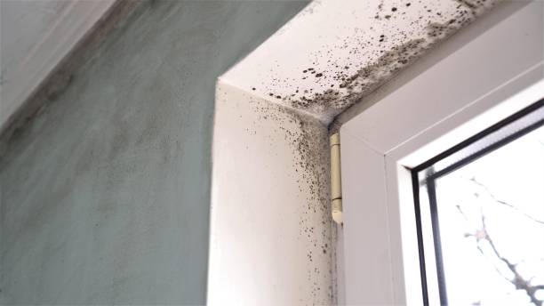 Best HVAC Mold Remediation in Brea, CA
