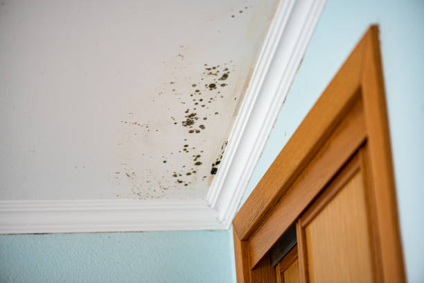 Best Commercial Mold Remediation in Brea, CA