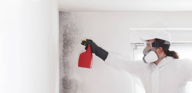 Best Health and Safety Mold Remediation in Brea, CA