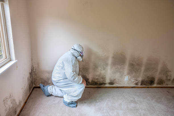 Best Attic Mold Remediation in Brea, CA