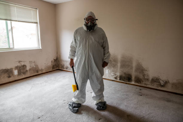 Best Kitchen Mold Remediation in Brea, CA