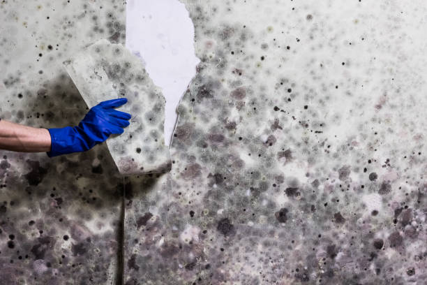 Best Basement Mold Remediation in Brea, CA