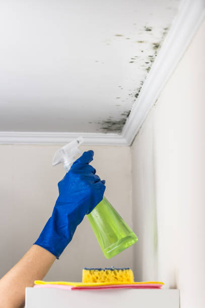 Best Mold Remediation for Specific Building Types in Brea, CA